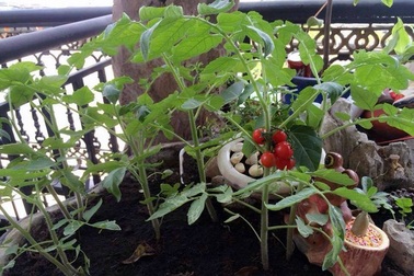 Chiều con, mẹ trồng vườn rau quả tí hon trên nóc nhà