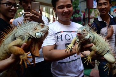 Rồng Nam Mỹ đeo kính thu hút du khách Sài Gòn