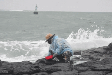 Người phụ nữ bất chấp tính mạng hái rong mứt trên đá nham thạch