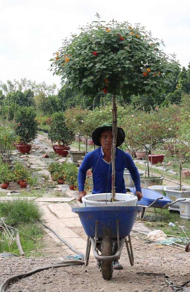 Đặc sản cam Canh vượt hơn 1.800km vào miền Tây chưng Tết - 10