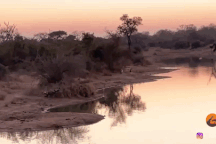 Kề cận cái chết, linh dương liều mình lao xuống nước và cái kết khó ngờ