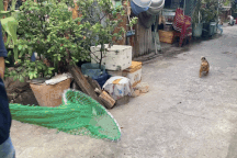 Người dân ở TPHCM phấn khởi khi mỗi tuần có 20 con chó chạy rông bị bắt