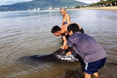 Cứu cá heo dài 2m mắc cạn biển Quy Nhơn