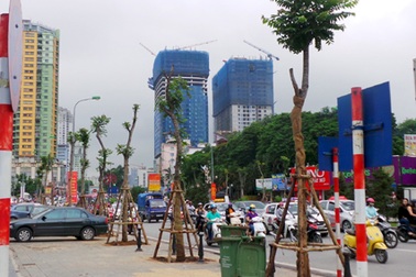 Hà Nội thay thế toàn bộ cây gỗ mỡ trên đường Nguyễn Chí Thanh