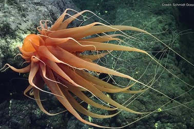 Hơn 50 loài sinh vật mới được phát hiện trong hệ sinh thái biển