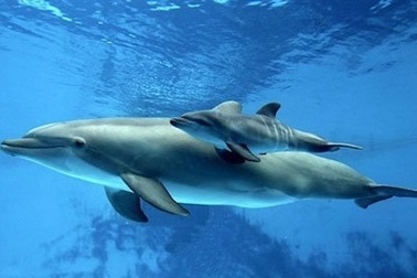 Nghiên cứu về chế độ ăn của cá heo giúp ích cho việc bảo tồn