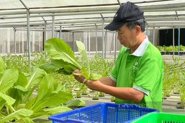 Chỉ trồng rau mà anh "nông dân phố" thu nhập 150 triệu/tháng?