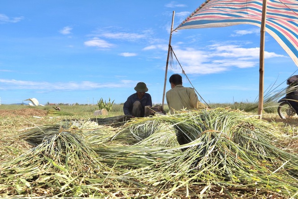 Vẻ đẹp thôn quê bình dị mùa thu hoạch cói ở ốc đảo Hồng Lam - 10