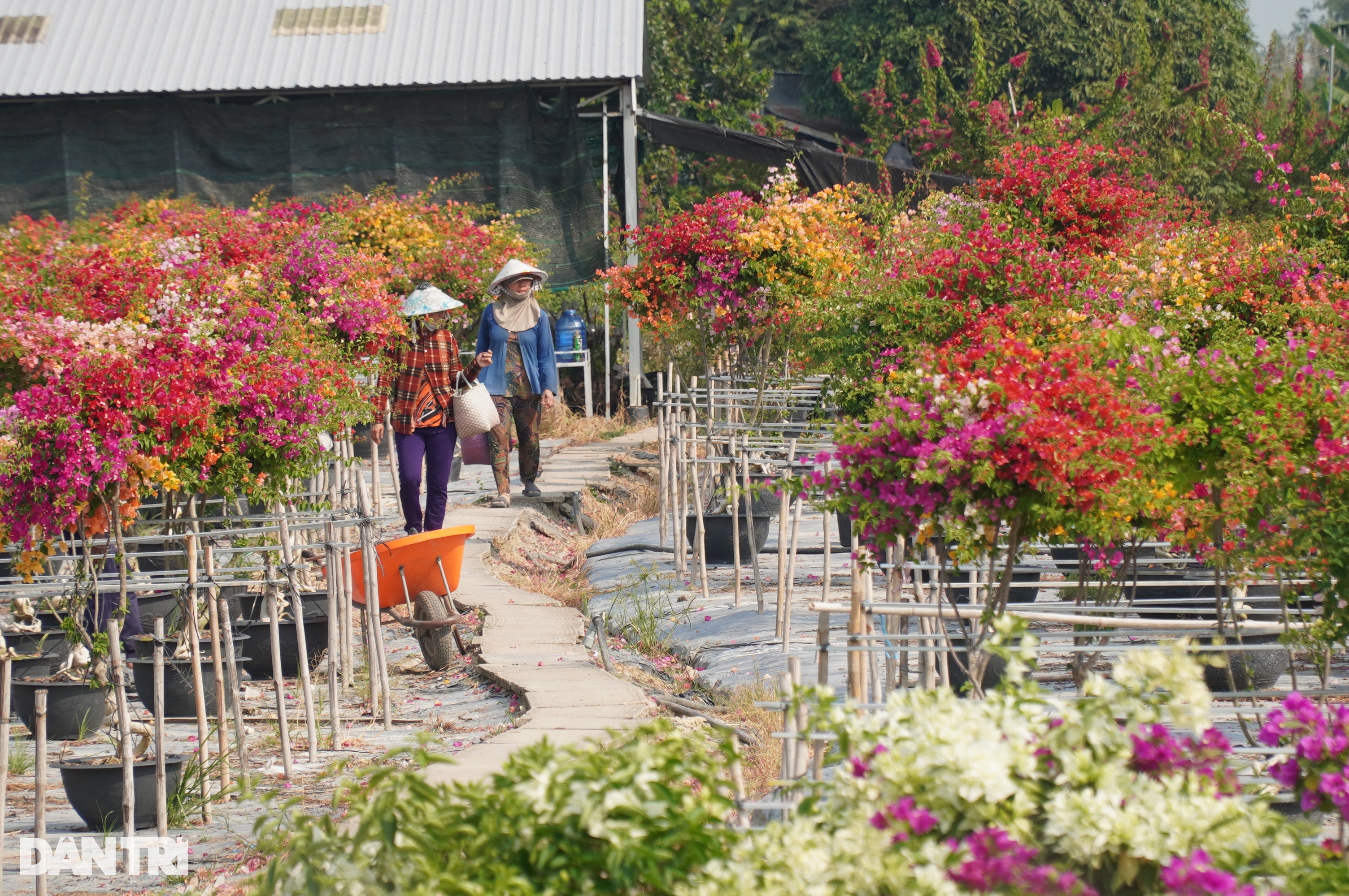 30.000 chậu cúc suýt ế và cú thoát hiểm phút cuối của người trồng hoa - 4 30.000 chậu cúc suýt ế và cú thoát hiểm phút cuối của người trồng hoa - 4