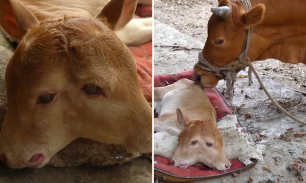 Bê 2 đầu với cơ thể lợn được phát hiện ở Nga - 2 Bê 2 đầu với cơ thể lợn được phát hiện ở Nga - 2