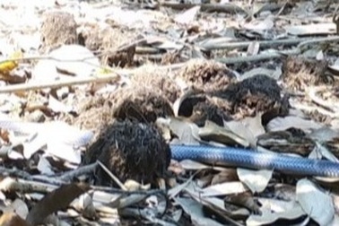 Phát hiện loài rắn nguy cấp quý hiếm tại Hà Tĩnh