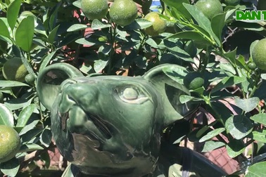 Hà Nội: "Chuột vàng cõng quất cảnh" giá bạc triệu chuẩn bị đón Tết