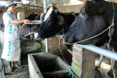 Thu tiền triệu mỗi ngày nhờ... bò sữa