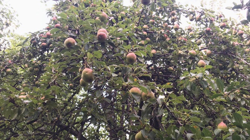 Những khu vườn sum suê rau, trái của các ông bố Việt ở trời Tây - 3 Những khu vườn sum suê rau, trái của các ông bố Việt ở trời Tây - 3