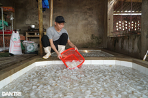 Nghề chế biến "vàng trắng" kiếm tiền triệu mỗi ngày