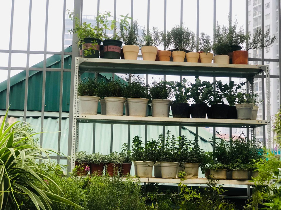 Khu vườn trăm loài thảo mộc xanh tốt trên sân thượng của mẹ đảm Hà thành - 4 Khu vườn trăm loài thảo mộc xanh tốt trên sân thượng của mẹ đảm Hà thành - 4