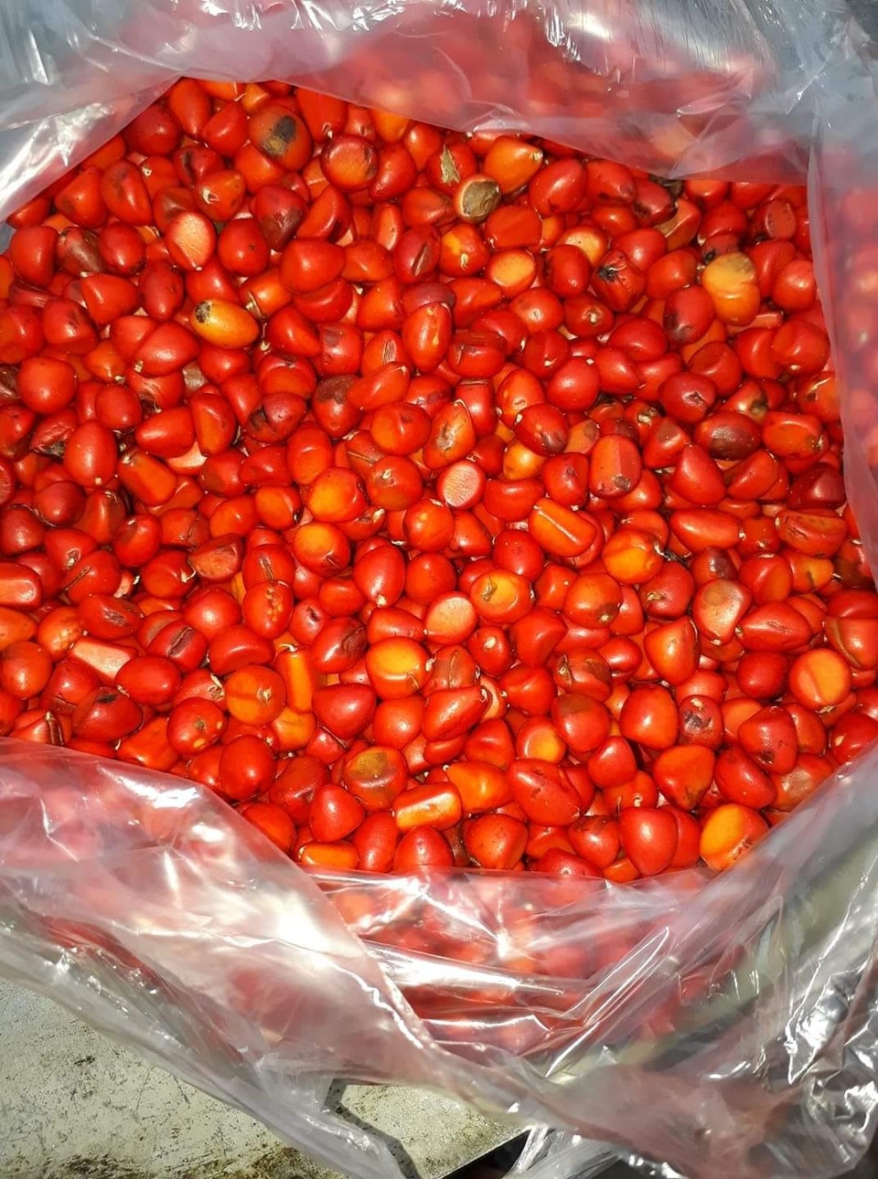 Độc đáo gia vị “hạng sang” ở Tây Bắc, nhà giàu tìm mua làm “của ăn dè” - 1 Độc đáo gia vị “hạng sang” ở Tây Bắc, nhà giàu tìm mua làm “của ăn dè” - 1