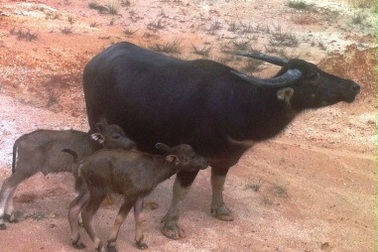 Trâu mẹ đẻ cùng lúc 2 nghé con