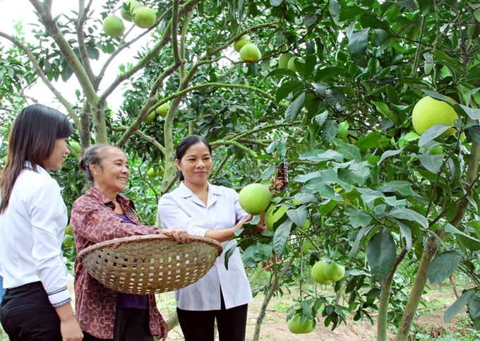 Cây bưởi trên vùng đất Hoài Đức đã mang lại thu nhập ổn định cho người dân.