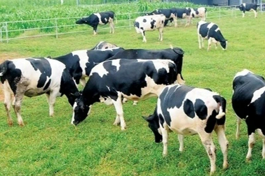 Một doanh nghiệp nhập hơn 700 con bò về nuôi khi chưa được phép