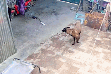 Chú chó thông minh phản ứng kịp thời cứu chủ khỏi vụ hỏa hoạn nghiêm trọng