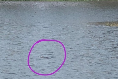 Nghi 2 con cá sấu nặng gần 100kg bơi trong hồ nước sát khu dân cư