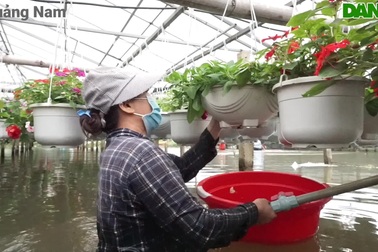 Nông dân lội nước lũ vớt hoa Tết