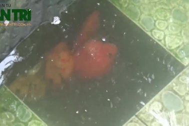 Dân chơi cá cảnh “méo mặt” vì giá rét