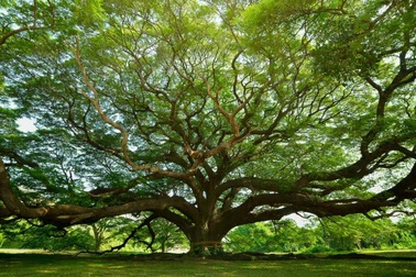 Các khu rừng trên khắp Trái đất đang ngày càng “trẻ hoá”