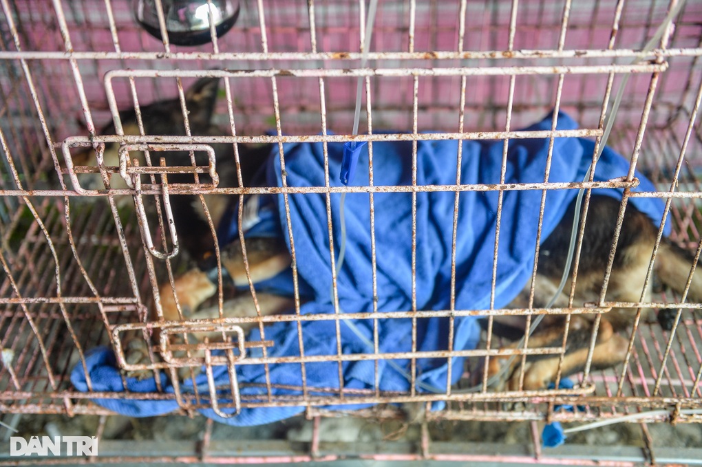 Nơi chăm sóc hàng trăm chú chó, mèo bị bỏ rơi ở Hà Nội - 8 Nơi chăm sóc hàng trăm chú chó, mèo bị bỏ rơi ở Hà Nội - 8