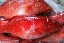 Cá mú đỏ chục triệu đồng/con, nhà giàu Việt mua để tủ lạnh ăn dần