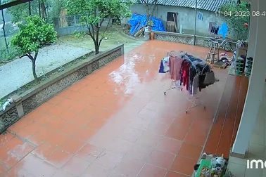 Chó nhà thông minh biết kéo giàn phơi áo quần vào trong khi trời mưa