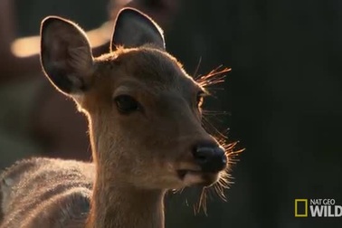 Đến nơi có loài hươu biết cúi đầu chào con người, tuân thủ luật giao thông khi sang đường
