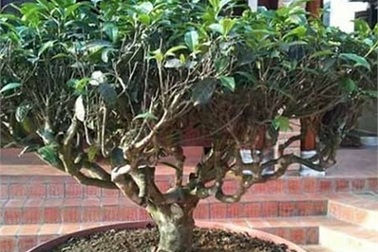 Chơi lạ Hà thành: Trồng vườn chè cổ thụ trên sân thượng