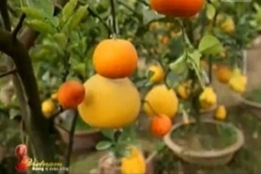 Độc đáo cây ngũ quả ngày Tết