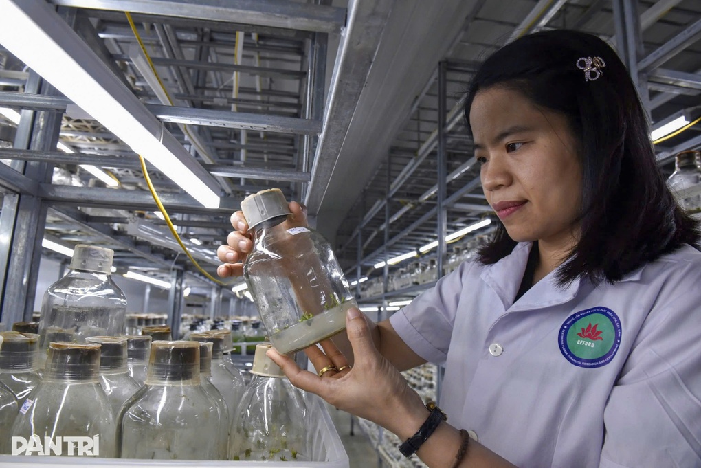 Người Việt dùng công nghệ thuần phục hoa quý tộc, thu 1 tỷ đồng/1000m2 - 1