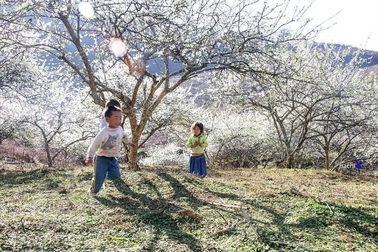 Hoa mận nở trắng trời Tây Bắc