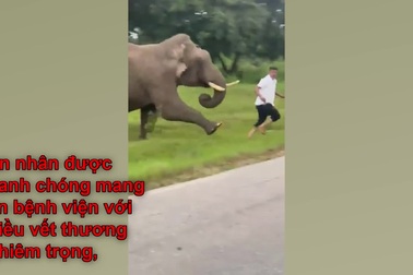 Người đàn ông bị voi rượt đuổi, giẫm đạp khi cố gắng chụp ảnh với con vật