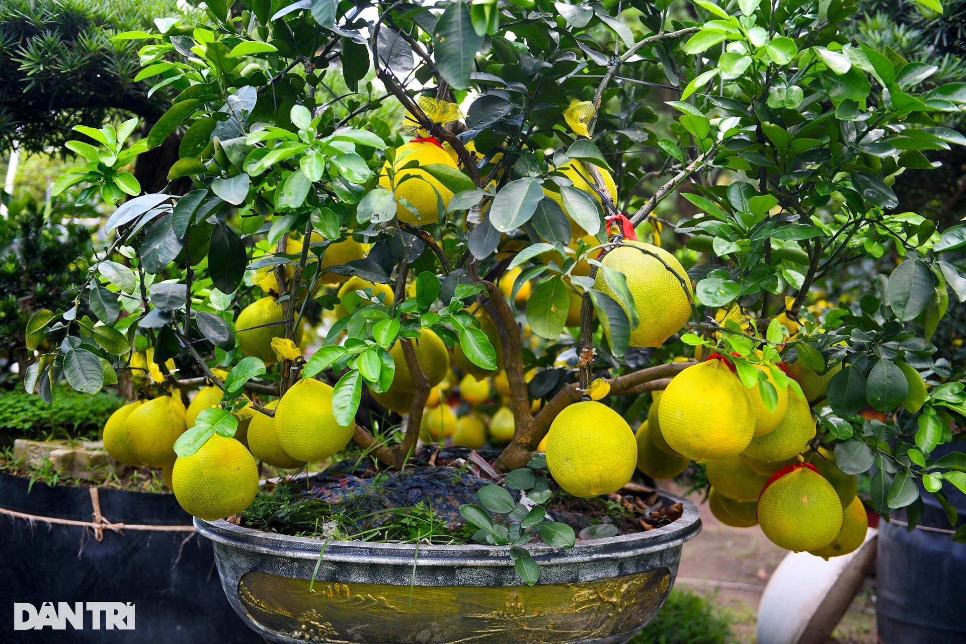 Hàng trăm cây bưởi Diễn vượt gần 2.000 km về TPHCM bày bán dịp Tết - 4 Hàng trăm cây bưởi Diễn vượt gần 2.000 km về TPHCM bày bán dịp Tết - 4