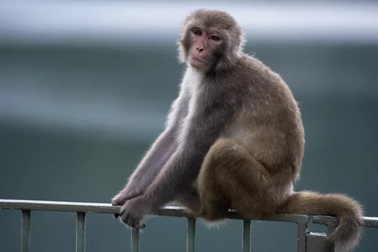 Thử nghiệm thành công vắc-xin chống lại Covid-19 trên khỉ