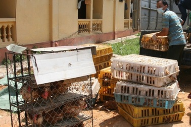 Bị truy đuổi, bỏ lại 4 xe tải gia cầm nhập lậu