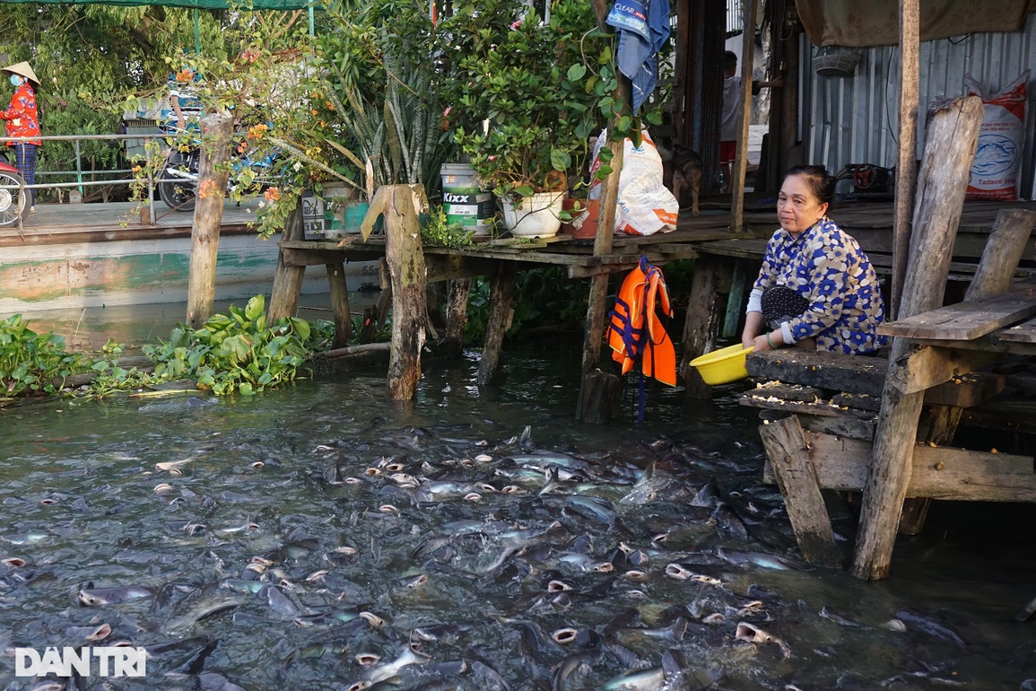 Kỳ lạ đàn cá sông nương tựa cô lái đò, thích được nựng như thú cưng - 1