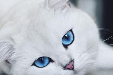 Mèo thành sao đình đám vì sở hữu đôi mắt "hút hồn nhất thế giới"