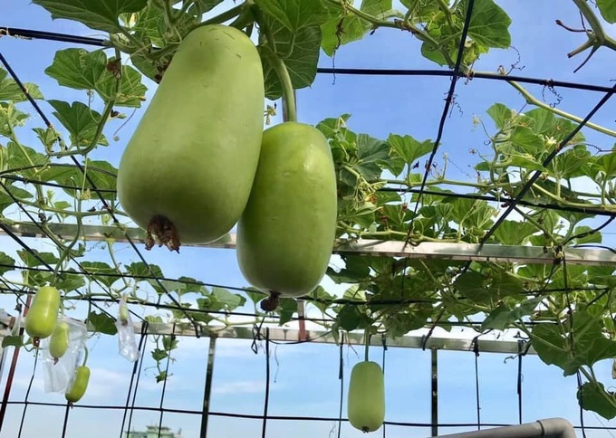 Ngắm khu vườn đủ loại rau quả sum sê rộng hơn 100m2 trên mái nhà chỉ với 100 triệu đầu tư thiết kế của gia đình Hà thành quanh năm không phải mua rau quả bên ngoài - Ảnh 26. Ngắm khu vườn đủ loại rau quả sum sê rộng hơn 100m2 trên mái nhà chỉ với 100 triệu đầu tư thiết kế của gia đình Hà thành quanh năm không phải mua rau quả bên ngoài - Ảnh 26.