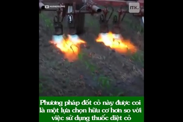 Xem nông dân nước ngoài diệt cỏ dại bằng… máy phun lửa