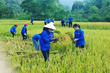 Thanh niên tình nguyện xứ Nghệ đội nắng giúp dân thu hoạch lúa mùa