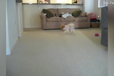 Chú chó Boo trong cuộc sống đời thường