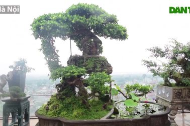 Lộ diện cây si Thạch Sanh, rễ quấn từng tầng khiến đại gia mê mẩn