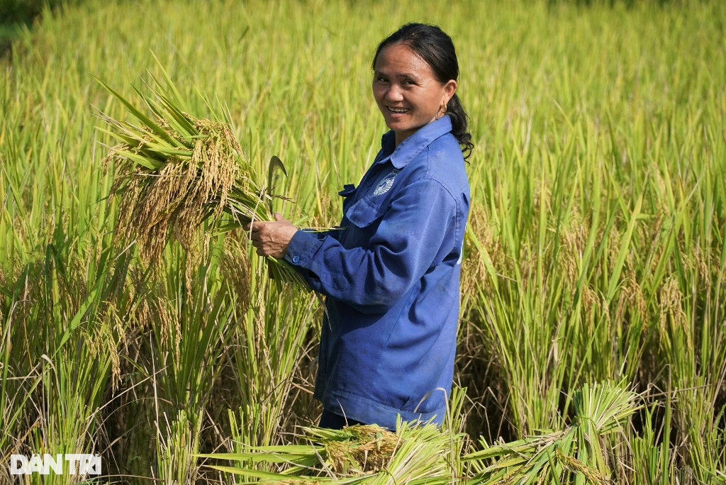 Người vùng cao băng rừng, vượt suối gùi mùa vàng về bản - 6 Người vùng cao băng rừng, vượt suối gùi mùa vàng về bản - 6