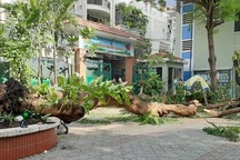 Học sinh bị tử vong do cây bật gốc: Gia đình khó khăn, mẹ vừa sinh